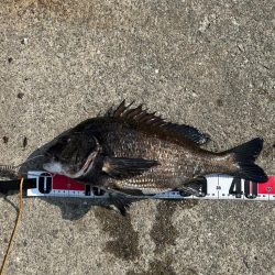 乗っ込みヘチ釣り