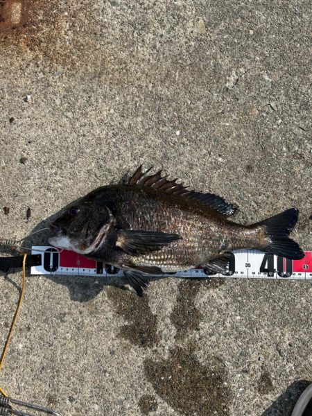 乗っ込みヘチ釣り