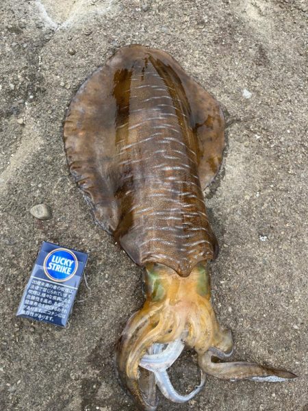 春のイカ〜！！