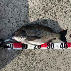 乗っ込みチヌ祭り!