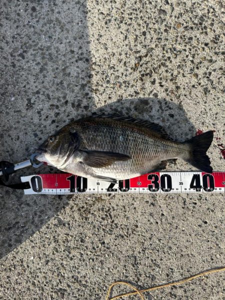 乗っ込みチヌ祭り！