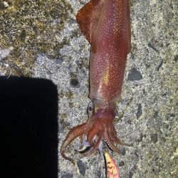 ケンサキイカ🦑