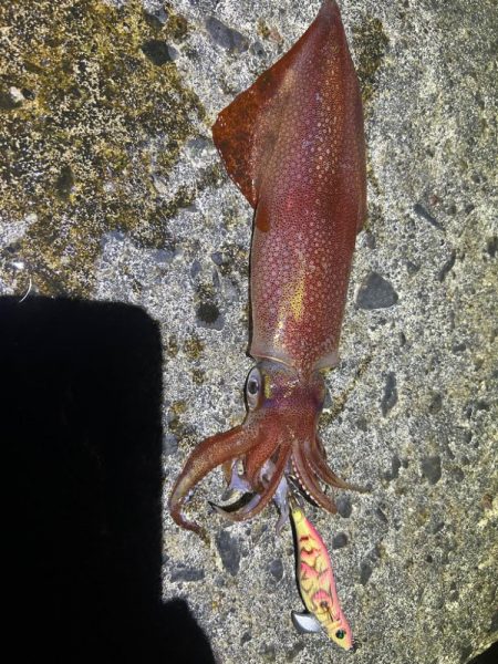 ケンサキイカ🦑