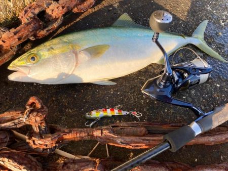 フリフリバイブ表層速巻きでハマチにゃ