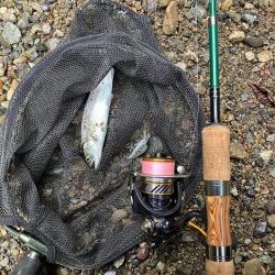 桜前線到達前、降雨前線通過