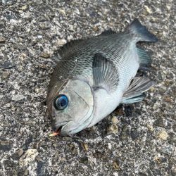 ショアジギのはずが・・・