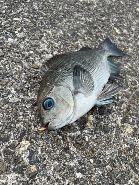 ショアジギのはずが・・・