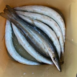 朝マズメのカマス釣りで7匹GET