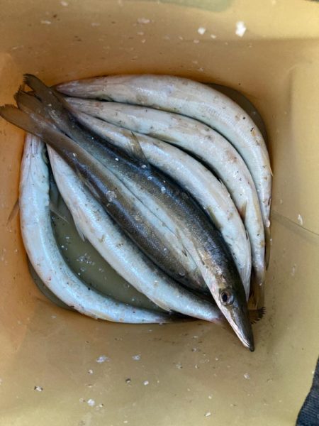 朝マズメのカマス釣りで7匹GET