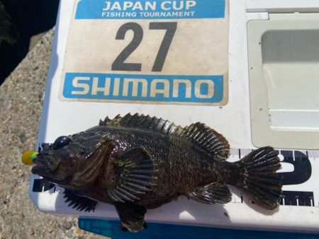 シロギスタ:サグリスタ