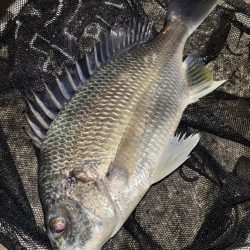 ヘチってきました