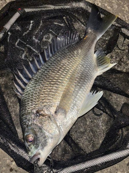 ヘチってきました