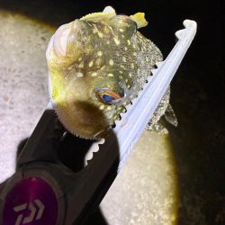 惜しくも尺届かず!!