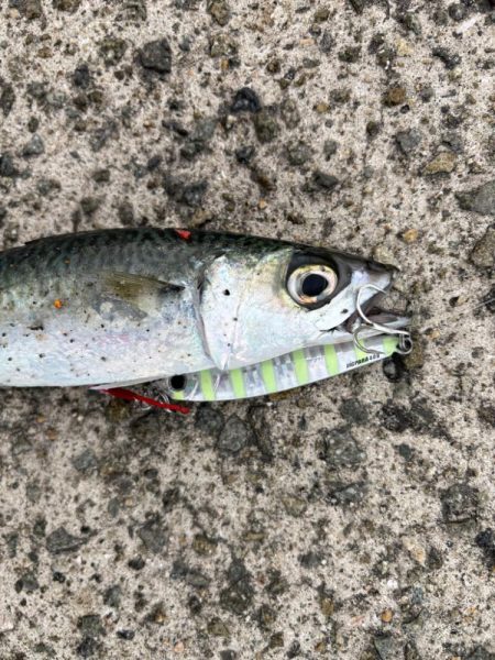 またしても…。