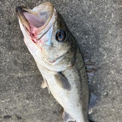 エビ撒きでハネとアジ好調です