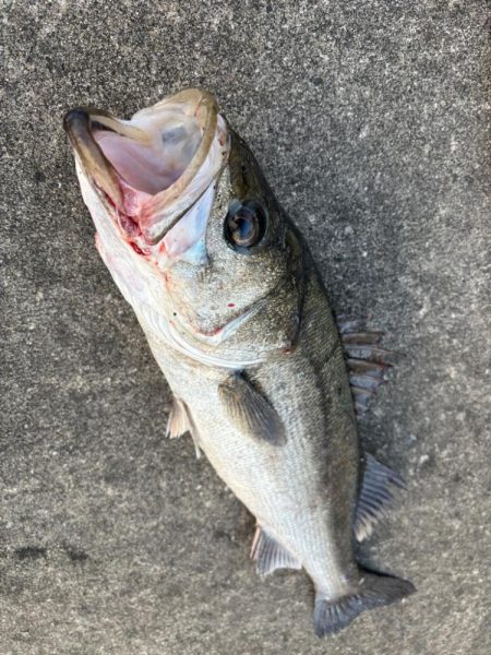 エビ撒きでハネとアジ好調です