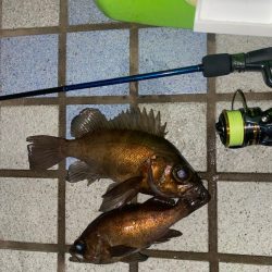 久々の良型メバル