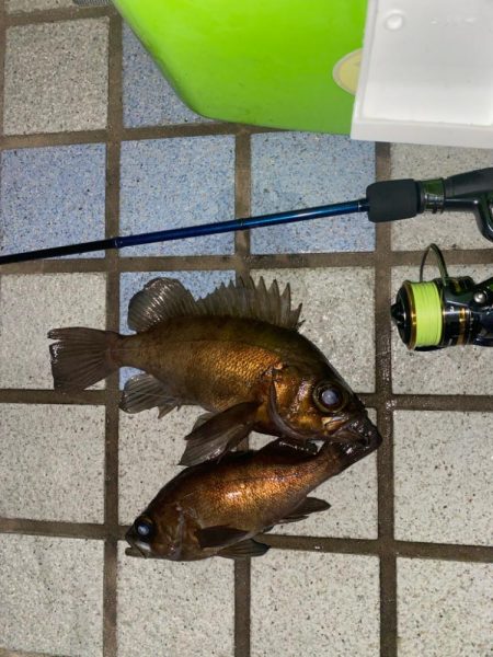 久々の良型メバル