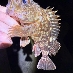 深夜のガシラッシュ