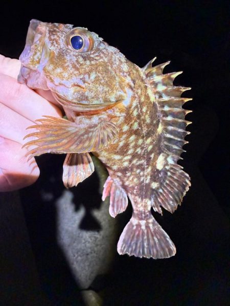 深夜のガシラッシュ