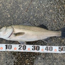 雨の早朝シーバス