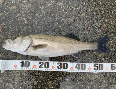 雨の早朝シーバス