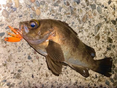 豆クネクネでテクトロメバルにゃ！