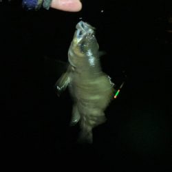 東二見メバル16