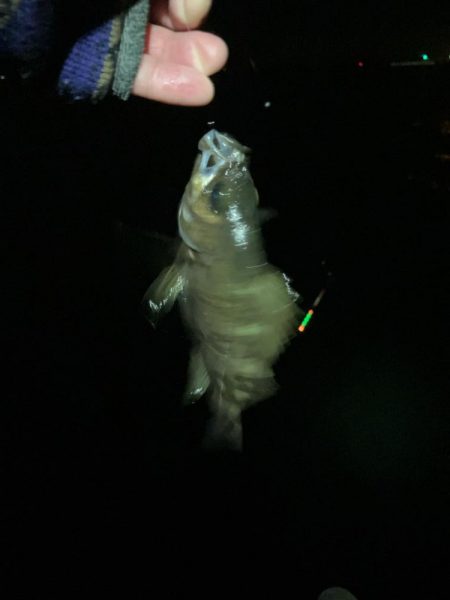 東二見メバル16