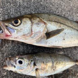 アジ、セイゴ渋いです