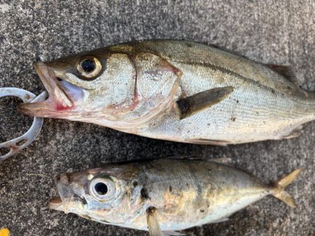 アジ、セイゴ渋いです