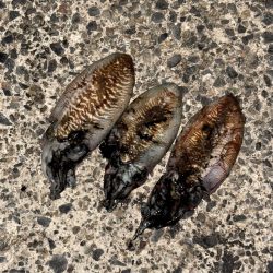 3キャッチ4バラシ😑