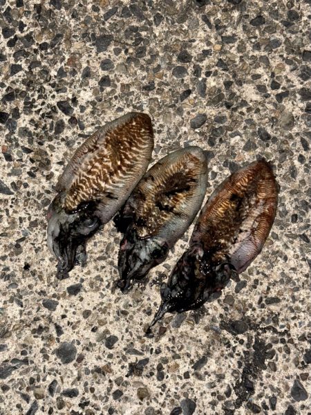 3キャッチ4バラシ😑