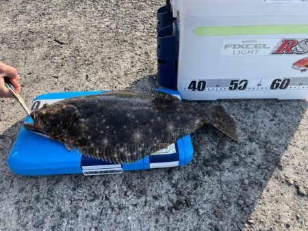 青物とアオリイカ狙いのウキ釣り