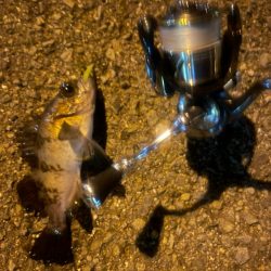 近場でライトゲーム