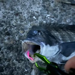 バチ抜け調査便 in 岸和田一文字