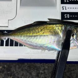 数はまだまだやな〜！