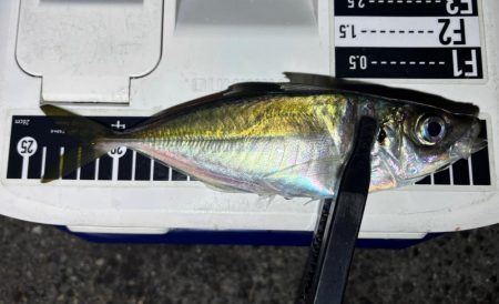 数はまだまだやな〜！