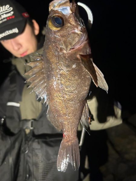 地磯でメバリング