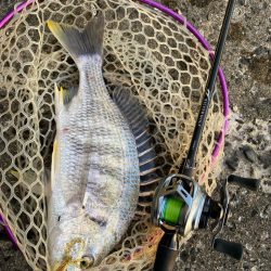 夕マズメなのに渋い