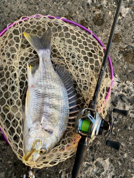 夕マズメなのに渋い