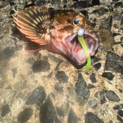 サーフ?絡みの堤防