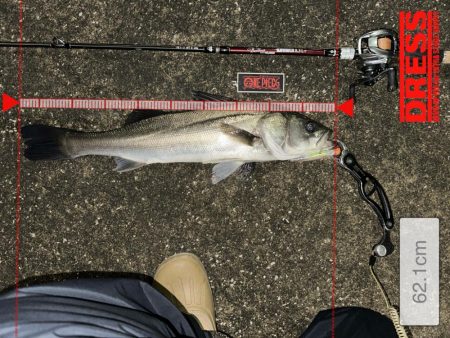 悶絶からの至福のシーバスフィッシング！