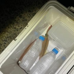 初めての3桁٩( ᐛ )و