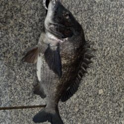 チヌのノッコミ中です♪