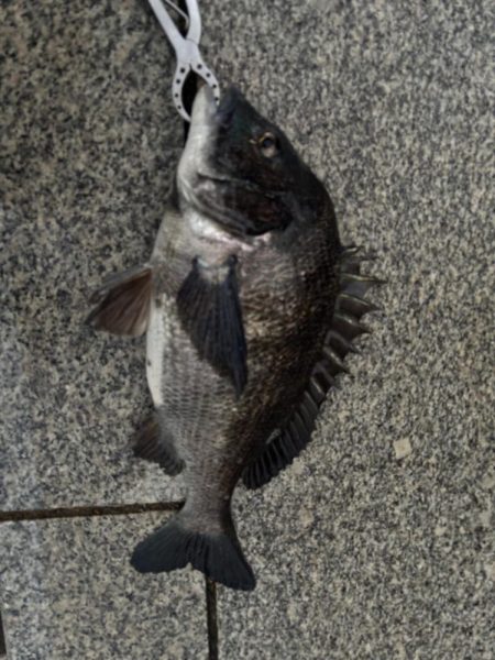 チヌのノッコミ中です♪