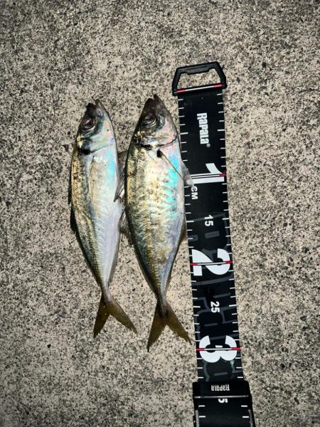 伊勢方面へアジング