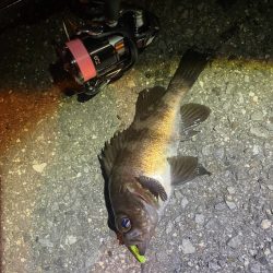 アジングだけどメバリング🐟