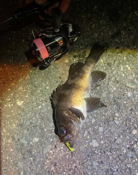 アジングだけどメバリング🐟…