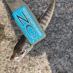 朝の投げサビキでアジ狙い